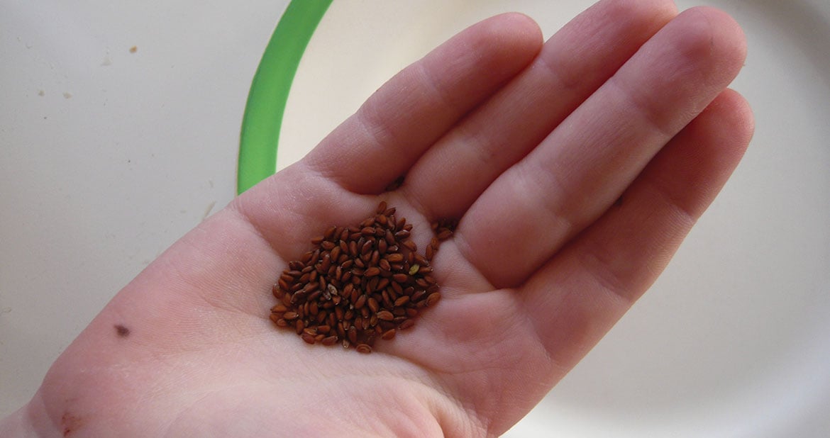 Cress Seeds in Hand